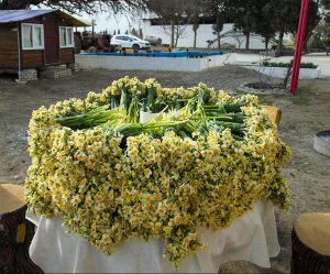 موسم قطاف زهور النرجس في محافظة كلستان