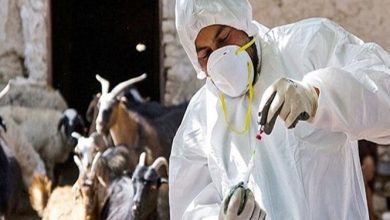 إيران اكتفت ذاتيا عن استيراد معظم اللقاحات